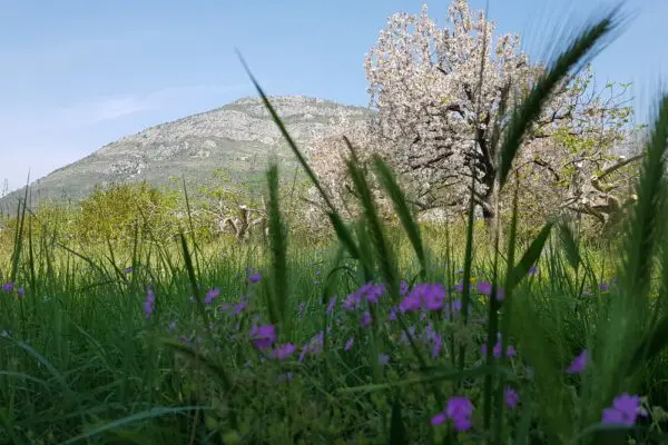 Цветущий луг в горной местности