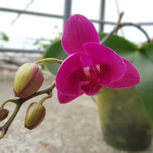 Орхидея в горшке