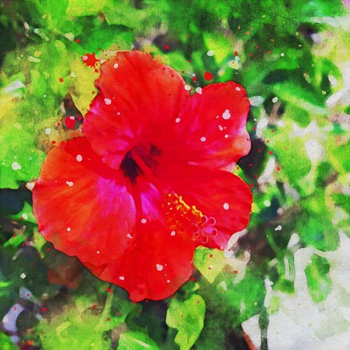 Акварель из фотографии красный цветок