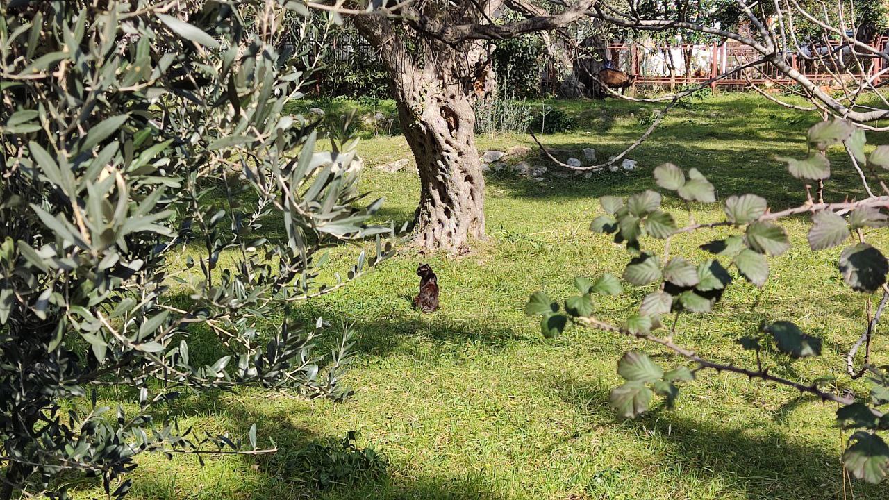 Кот в оливковой роще